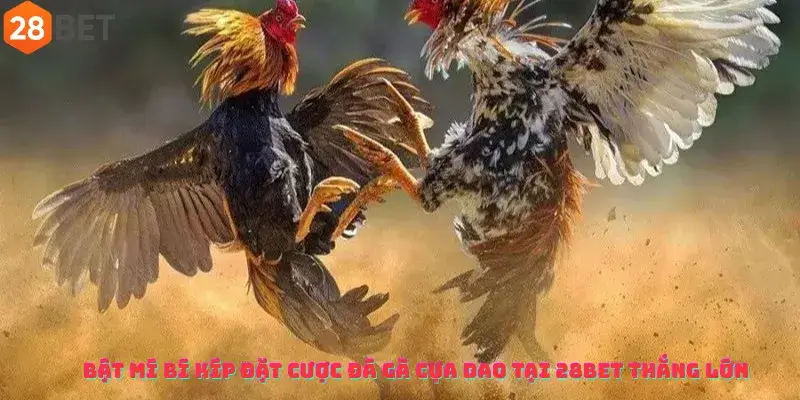 Bật Mí Bí Kíp Đặt Cược Đá Gà Cựa Dao Tại 28Bet Thắng Lớn
