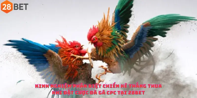 Kinh Nghiệm Phân Biệt Chiến Kê Thắng Thua Khi Đặt Cược Đá Gà CPC Tại 28Bet